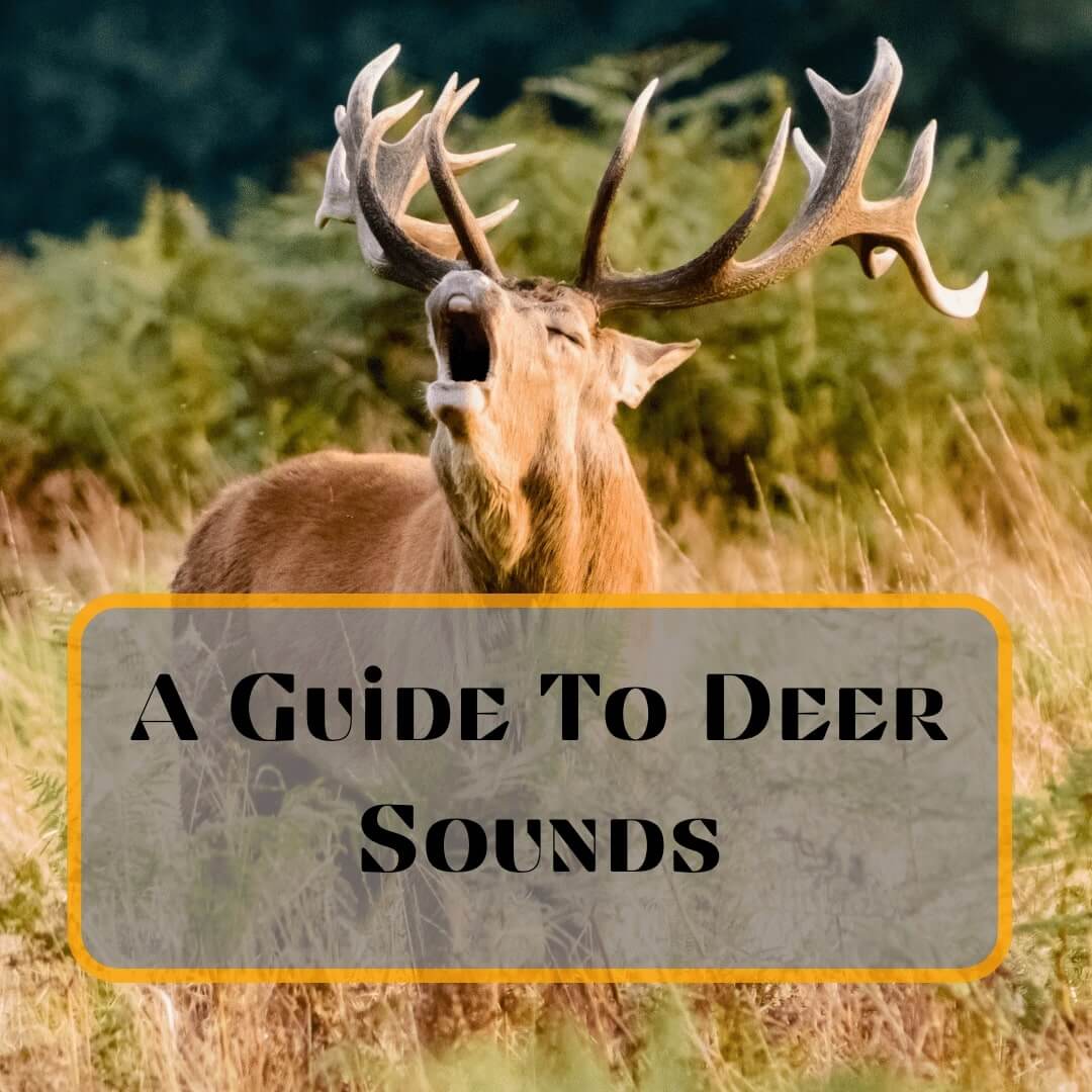 deer sounds
