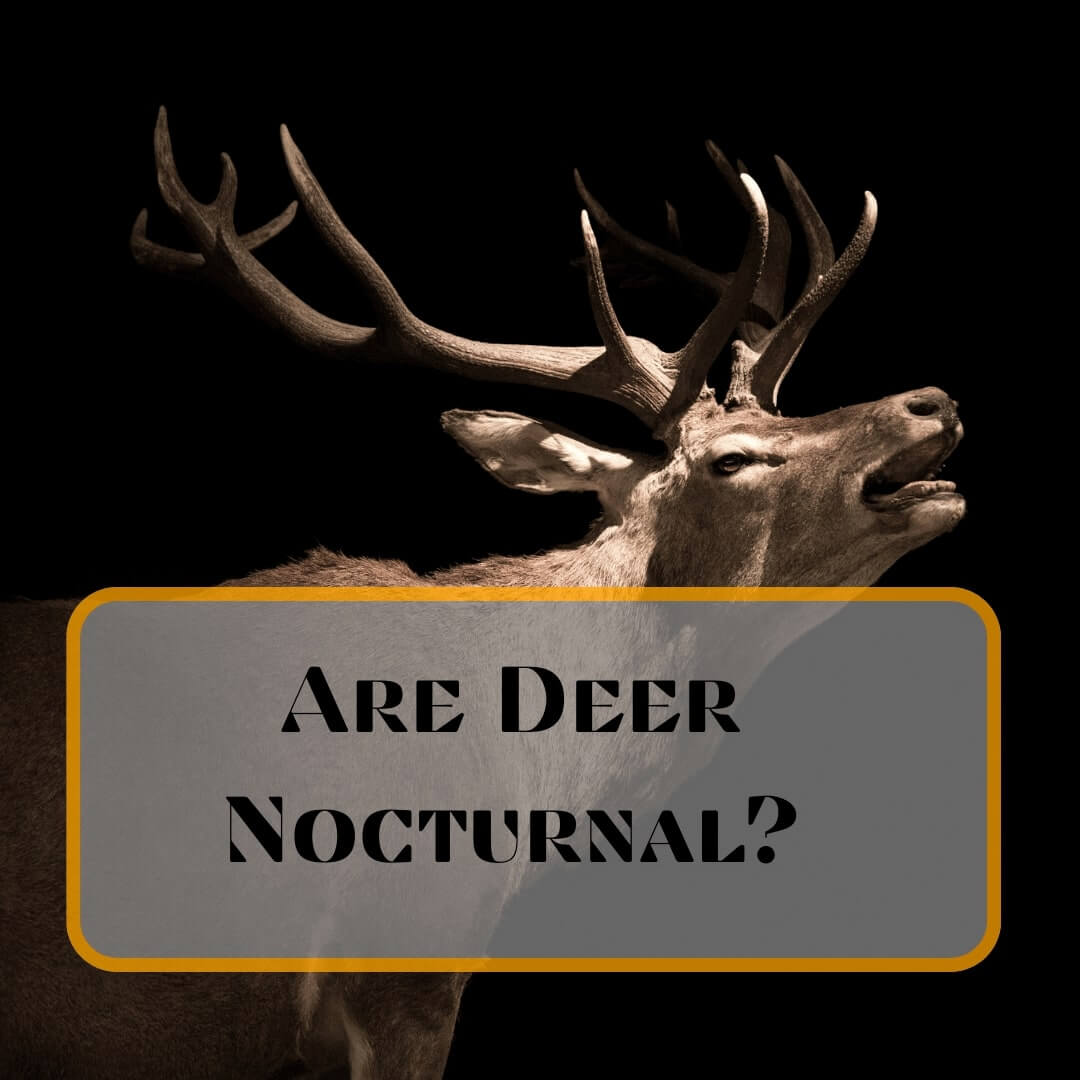 Are Deer Nocturnal?