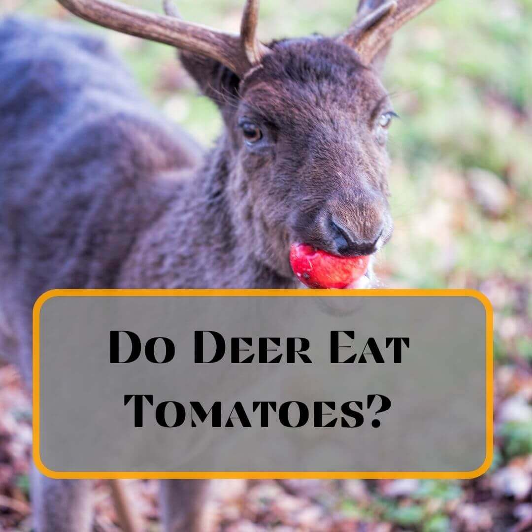 Do Deer Eat Tomatoes?