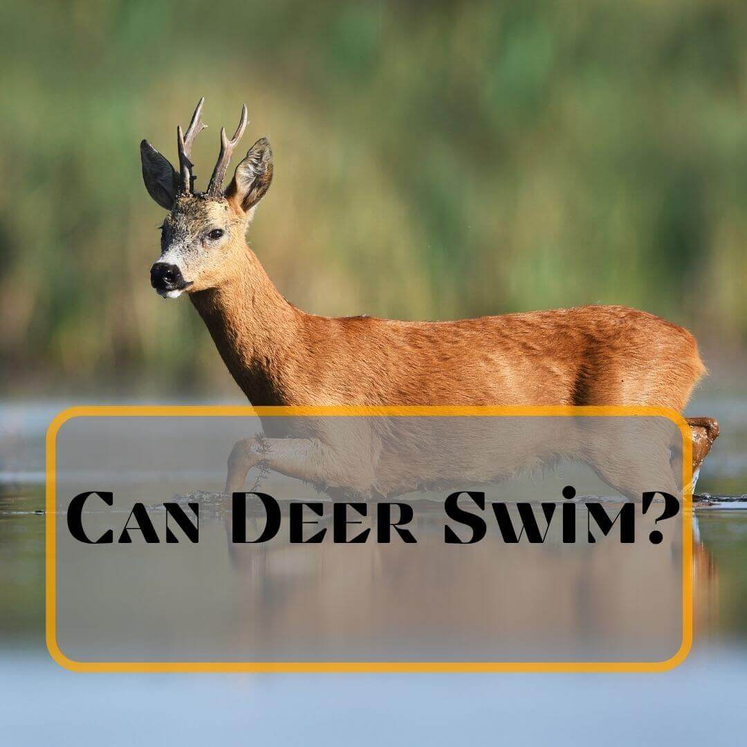 Can Deer Swim?