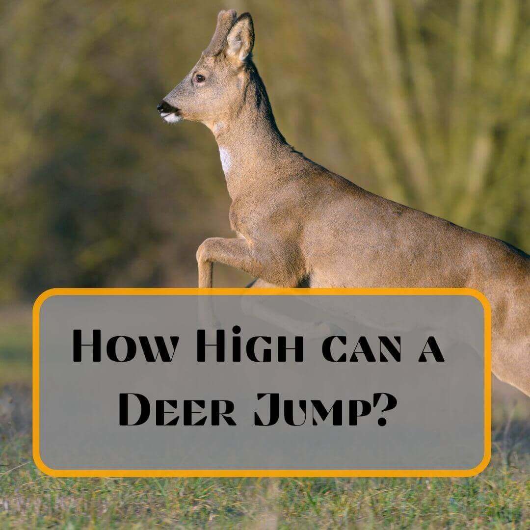 How High can a Deer Jump?