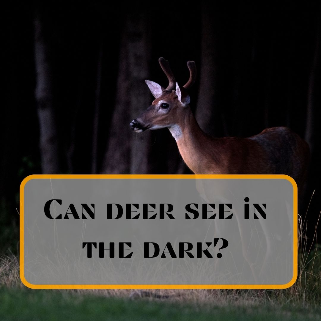 Can Deer See in the Dark?