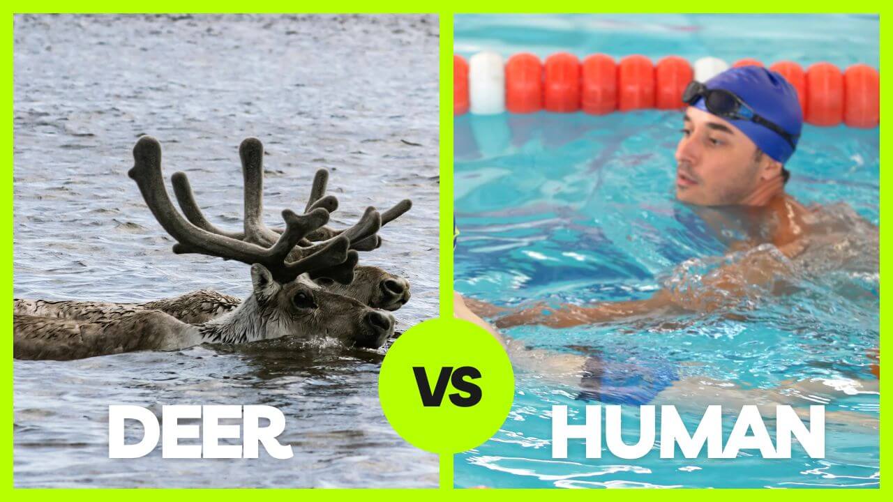 swimming speed: deer vs human