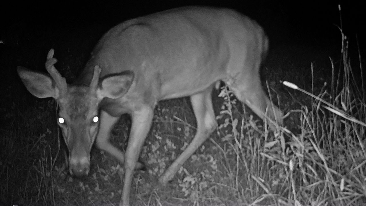 deer night vision 