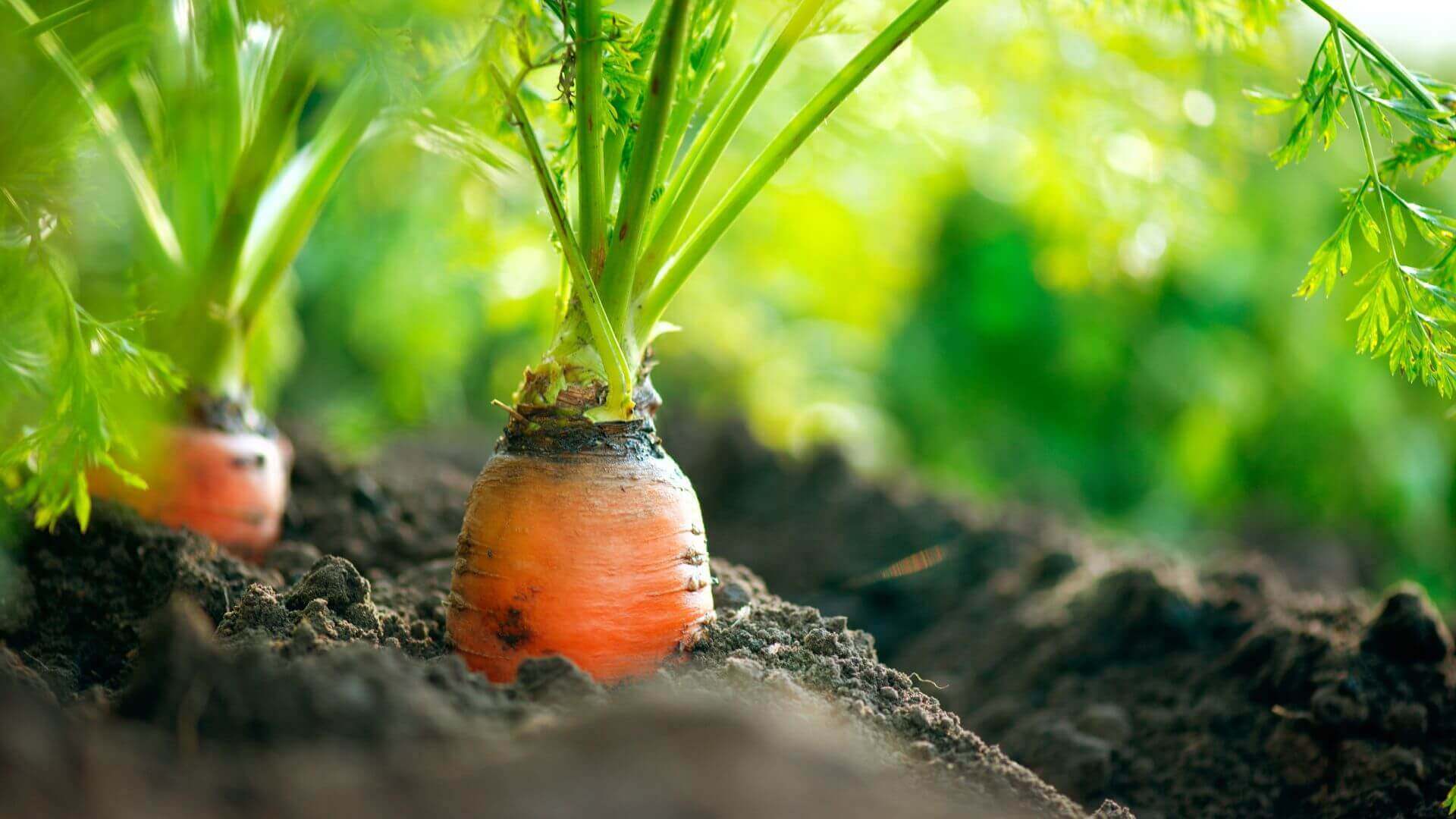 carrot plant