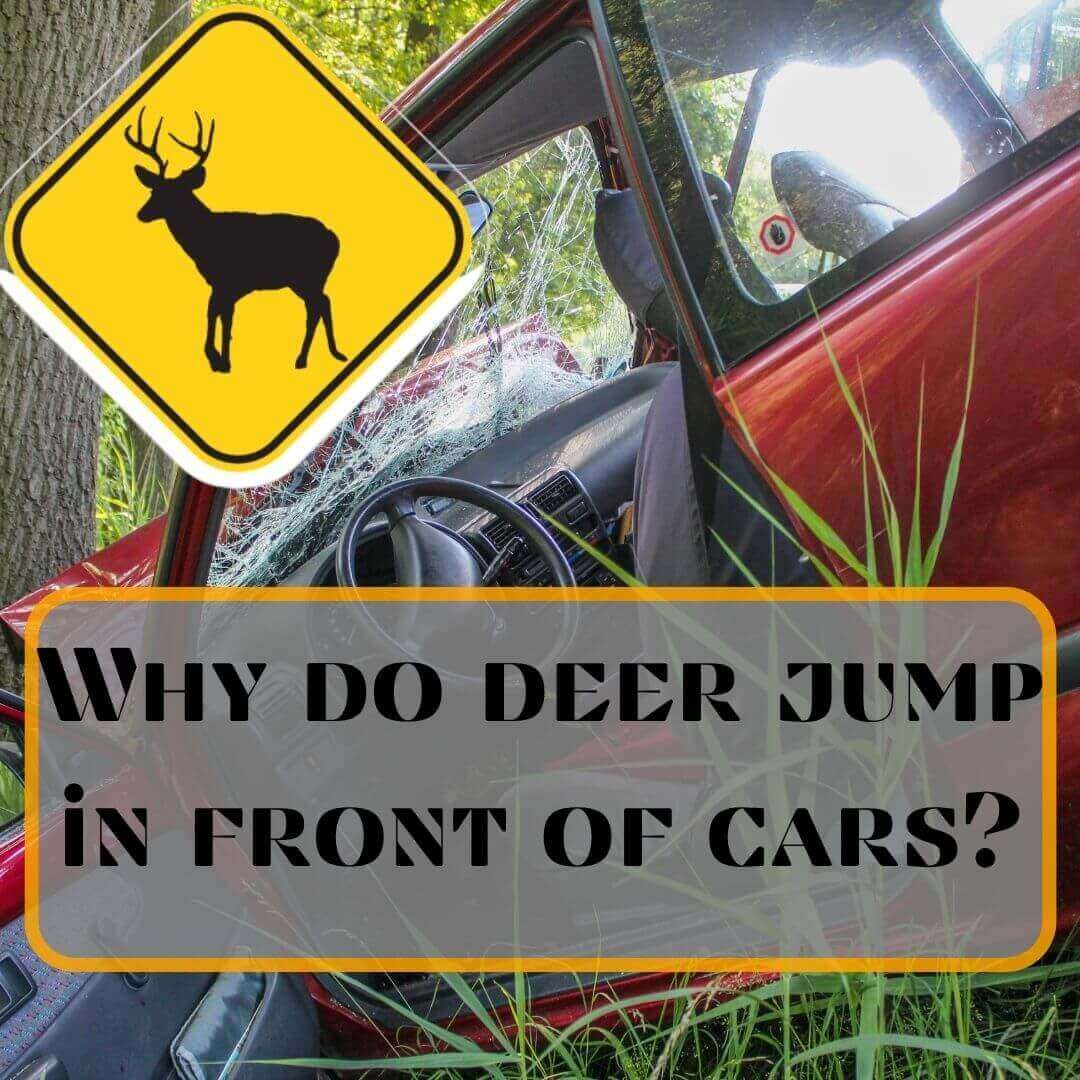 Why do deer jump in front of cars?