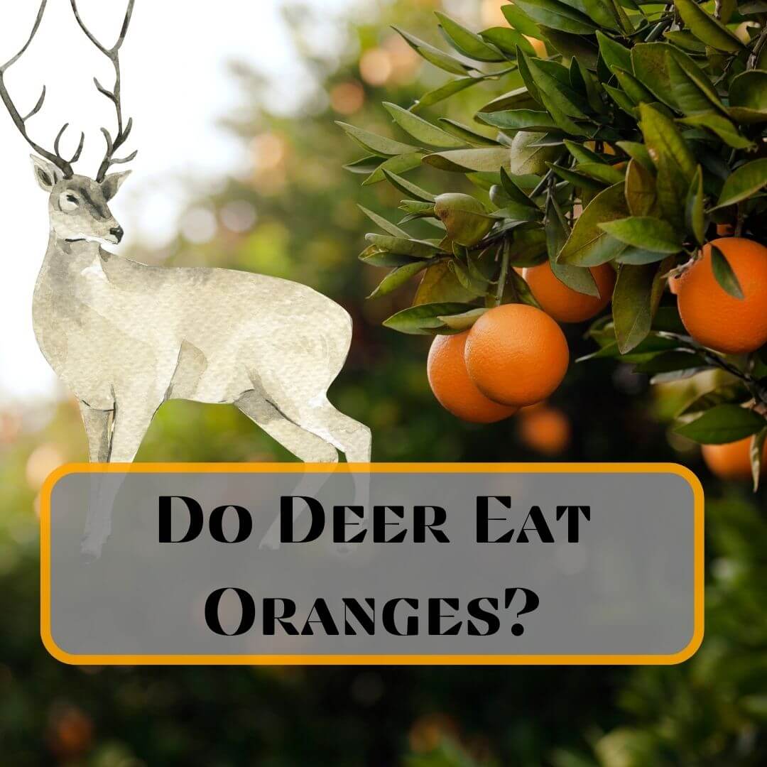 Do Deer Eat Oranges?