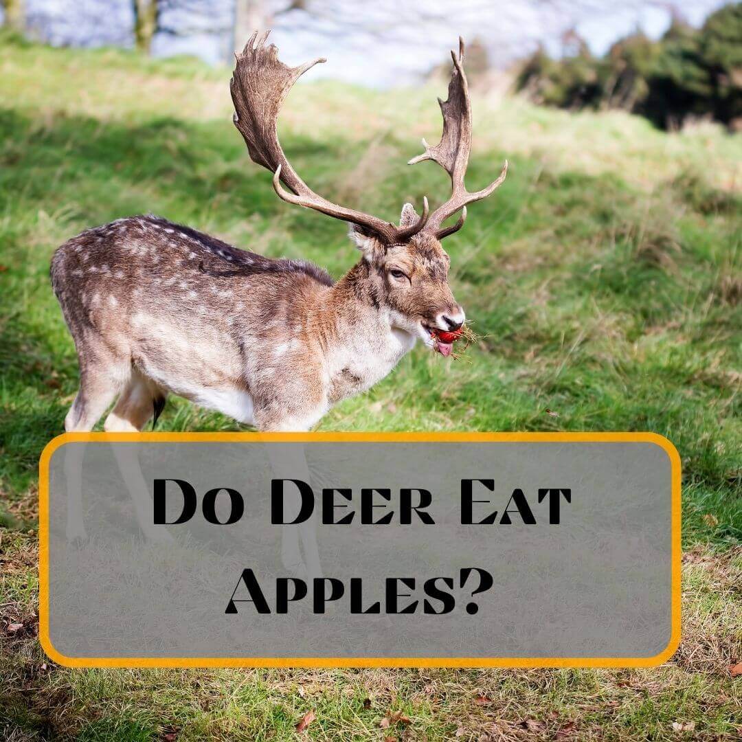 Do deer eat apples?