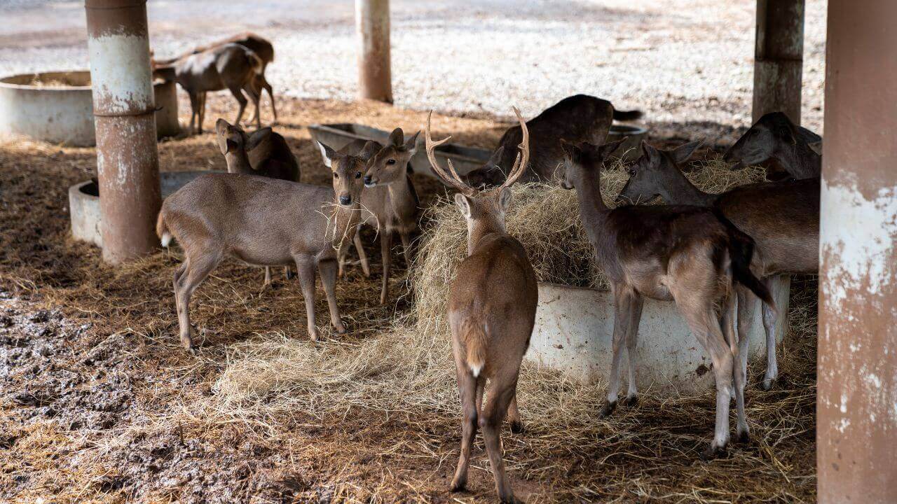 deers eating hay