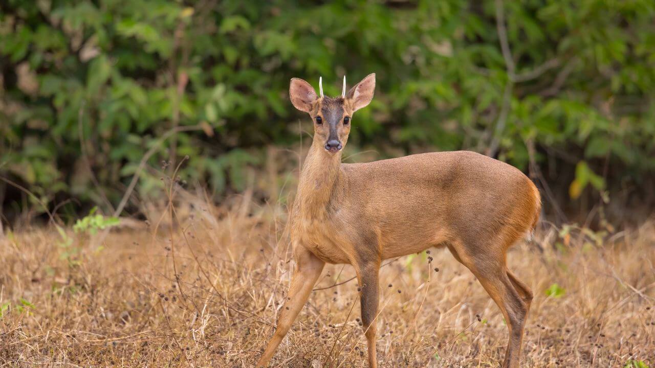 Pygmy Brocket Deer