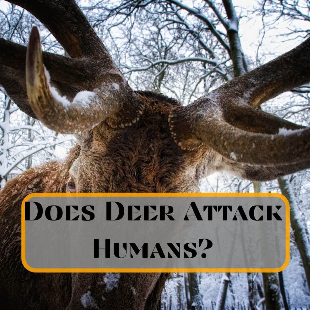 Does Deer Attack Humans?