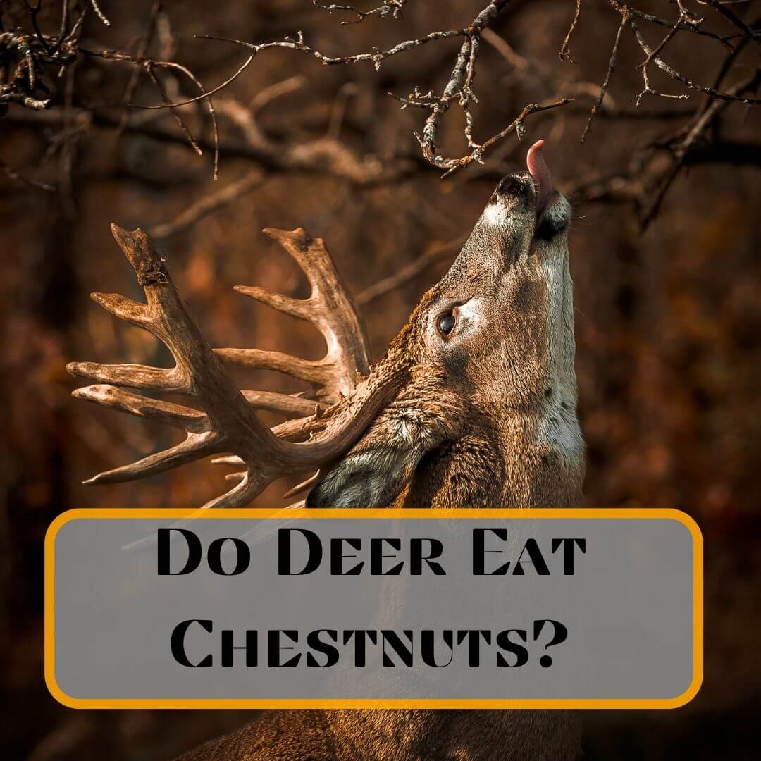 Do Whitetail Deer Eat Chestnuts?