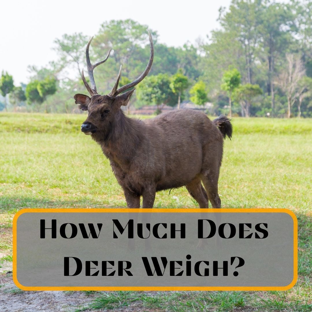 How much does deer weigh?