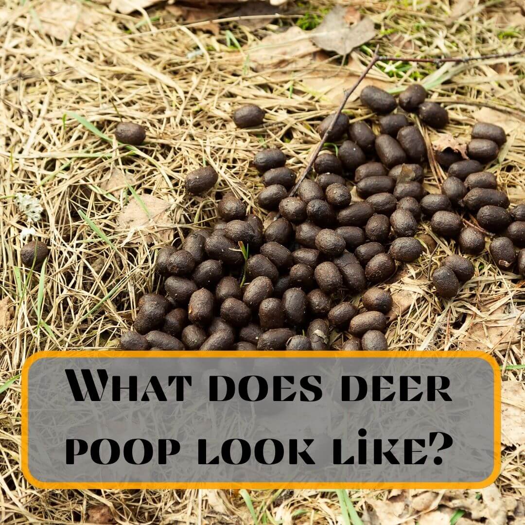 What does deer poop look like?