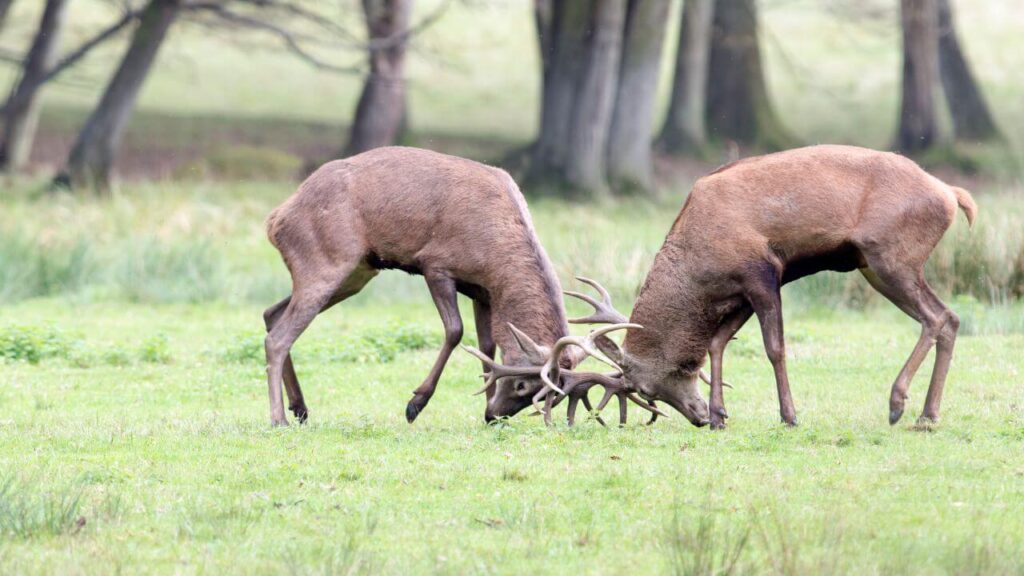 male deer fighting 